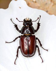 Close-up of a dark-colored beetle
