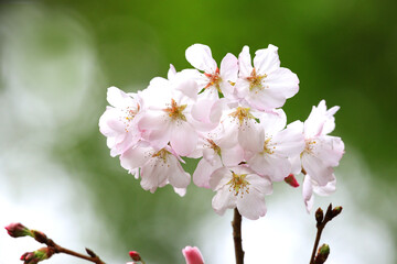 Cherry Blossom in Springtime