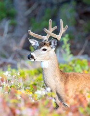 Close-up of a deer in autumn foliage