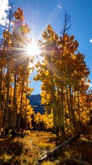 Obraz premium Autumn sunbeams through aspen trees