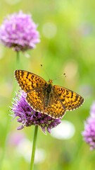 Butterfly perched on a flower