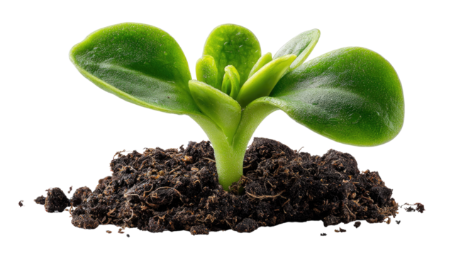 New Life Emerges: A vibrant green sprout emerges from rich soil, symbolizing growth, renewal, and the promise of a fresh start, captured in a photo-realistic perspective.