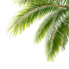 Fototapeta premium A close-up view of green palm tree leaves isolated on a white background, showcasing their vibrant and detailed structure.