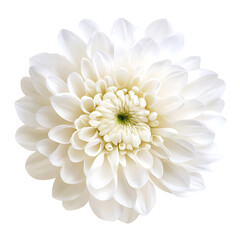 Close-up of a white chrysanthemum flower with layered petals and a green center, isolated on a white background
