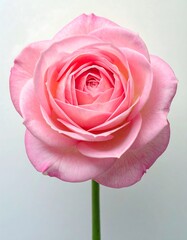 Close-up of a delicate pink rose