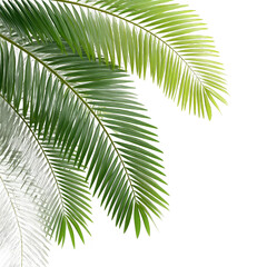 Fototapeta premium Close-up of vibrant green palm leaves showcasing their detailed structure and natural beauty in a serene environment.