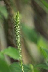 close up of a wild grass flower for background