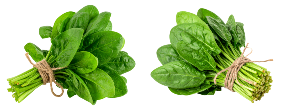 Set Bunch of Spinach with Stems Tied Together, isolated on transparent background PNG