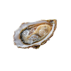 Open oyster, fresh seafood