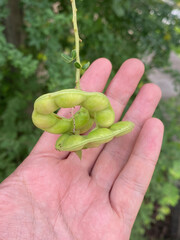 green manila tamarind in a garden