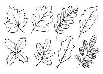 Obraz premium Collection of Diverse Leaf Outlines for Botanical Illustrations and Creative Projects black and white line drawing elements