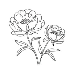 Elegant Peony Flower Line Art Illustration Two Blooms on White Background Minimalist Botanical Design for Prints and Creative Projects