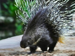 An Indian crested porcupine looking for food