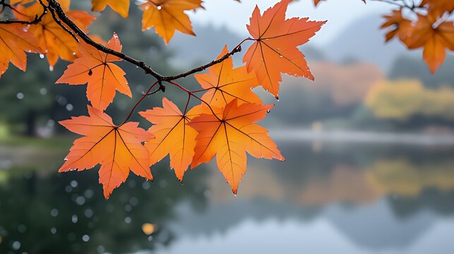 Close-Up of a Branch with Vibrant Orange Maple Leaves (Some with Water Drops): Sharp Foliage, Blurred Water Body Reflects Distant Tree Tones (Autumn Calm)