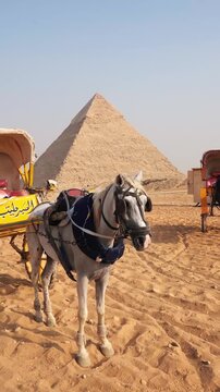 horses in egypt giza pyramids