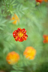 orange marigold flower in the garden with soft background