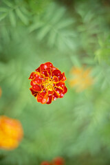orange marigold flower in the garden with soft background