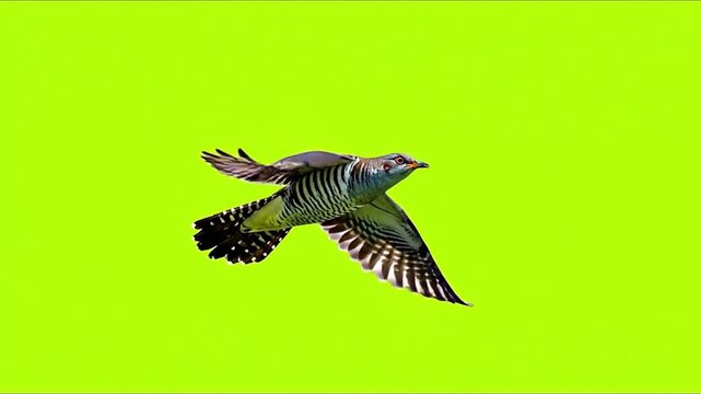 A cuckoo bird with barred wings and tail feathers is captured mid-flight against a vibrant green background.