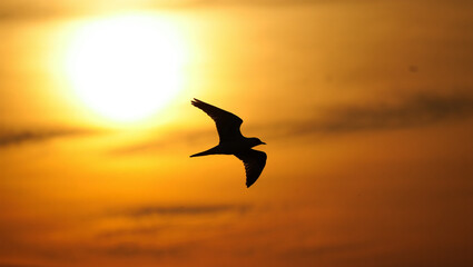 Fototapeta premium Chase your dreams and soar toward a new, beautiful horizon.