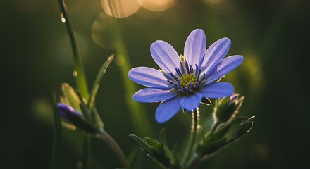 Fototapeta premium Purple flower sunlight outdoors