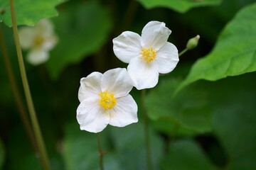 シラユキゲシの花