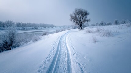 Fototapeta premium Tranquil Winter Landscape with Snowy Path and Bare Tree