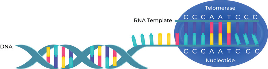 Telomerase Enzyme DNA Replication Process Vector Illustration