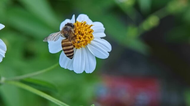 Macro close up of a honey bee collecting nectar on a white wildflower, highlighting details of pollination, wings, and natural insect behavior in nature.