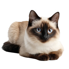 A Siamese cat with striking blue eyes is lying down, displaying its characteristic coat pattern with white, brown, and black fur.