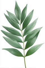 Obraz premium Pastel green leaf stem, many pointed leaflets