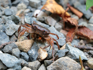 A crab carrying eggs