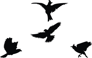 Flying Angola lark bird Silhouette Design And Vector Illustration. 