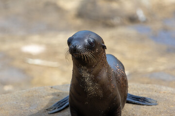 Obraz premium Young Seal Pup on Sandy Beach
