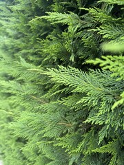 Close up of fresh thuja branches creating a natural green texture