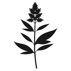  solidago canadensis silhouette vector on white
