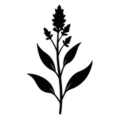 solidago virgaurea silhouette vector on white