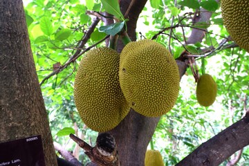 Close-up of Jackfruit in the garden