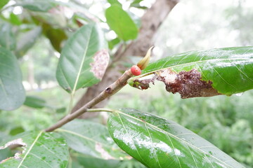 Close-up of red fruits of Ficus benghalensis.