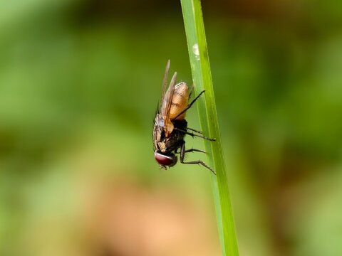 Musca domestica on a grass stem with a blurred background
