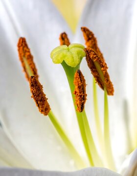 Close-up lily pistil