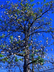 A tall kapook tree covered with blue sky