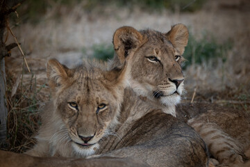 若いオスライオンの兄弟