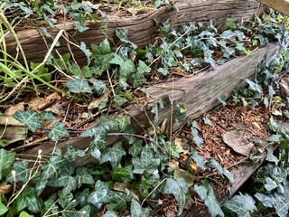 Green ivy growing along rustic wooden garden structure outdoors
