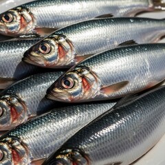 Fototapeta premium Freshly caught herring fish arranged together isolated on white background