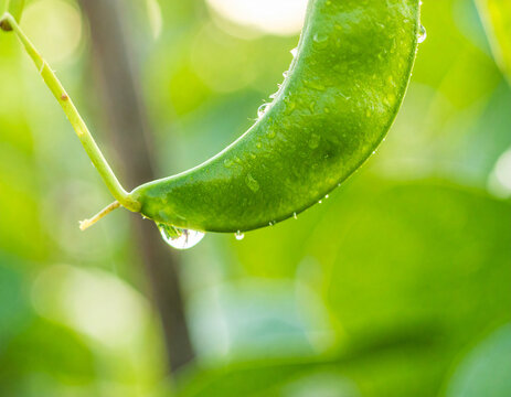 Fresh Green Bean Pod with Water Droplets in Garden Setting