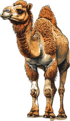 Whimsical camel and artistic watercolor style white backgground