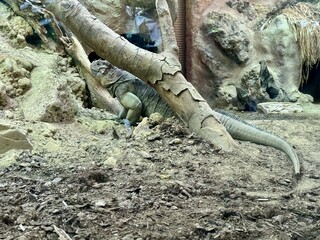 Large rock iguana lying on sandy soil in zoo enclosure