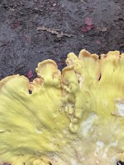 vibrant yellow chicken of the woods mushroom