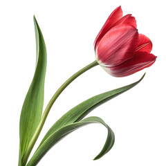 Fototapeta premium Single red tulip flower with green leaves isolated on transparent background