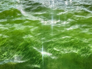 Bright green algae bloom covering natural water surface in sunlight